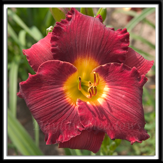 Daylily Cardinal Parade Alternate Image